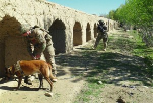 U.S. Army photo by 1st Lt. David Brink | Mine detection dog Gill and his handler search for explosives while a soldier provides security watch during a patrol in Ghazni province, Afghanistan, in May 2012.