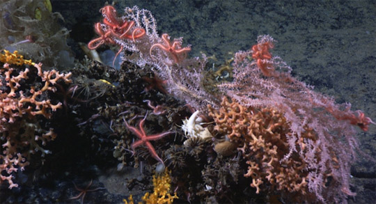 Photo Credit: Mountains in the Sea 2004, NOAA Office of Ocean Exploration; Dr. Les Watling, Chief Scientist, University of Maine|A beautiful bouquet of plants and animals in the New England Seamount Chain.
