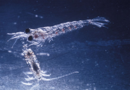 Photo Credit: NOAA Central Library Historical Fisheries Collection; P.27 of “Our Changing Fisheries” ’70 Centenary NMFS centenary vol. |Krill, the shrimp-like euphausiid (upper), and the copepod occur in many kinds and often in great abundance.