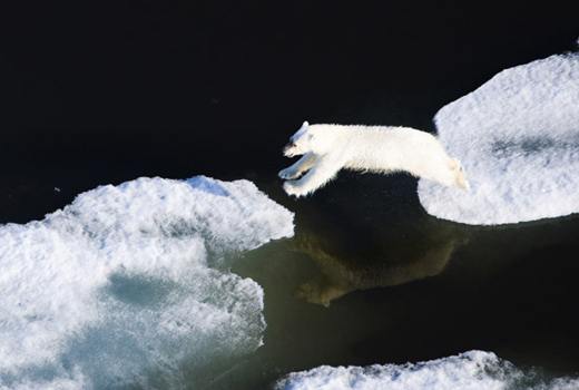 Florian Schulz’s To the Arctic Intimate Photographs of Arctic Wildlife