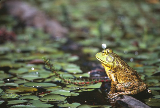DoD & Amphibian Conservation: Unlikely Partner Protects Biodiversity