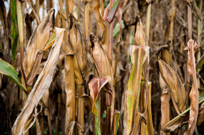 © iStockphoto.com/WendellandCarolyn | Global increase in temperatures is decreasing corn production.