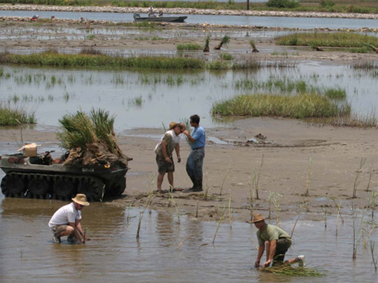 Photo Credit: NOAA|Volunteers plant a salt marsh in Louisiana as part of the Edward Wisner Donation Marsh Restoration Project after the Deepwater Horizon oil spill.
