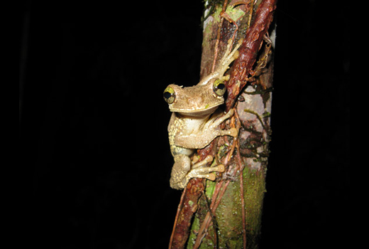 Frog Extinctions: An Environmental Crisis