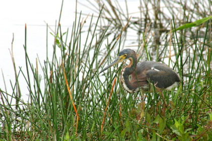 © iStockphoto.com/mtilghma |A Tri-Colored Heron hunting in the Everglades.