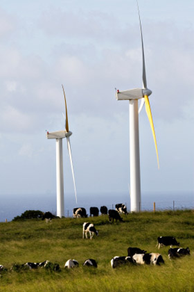 © iStockphoto.com/lsannes|Wind turbines producing clean energy on a dairy farm in Hawaii.