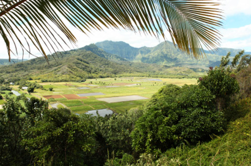 © iStockphoto.com/Graffizone | Hanalei Valley Lookout with Taro field at Kauai, Hawaii.