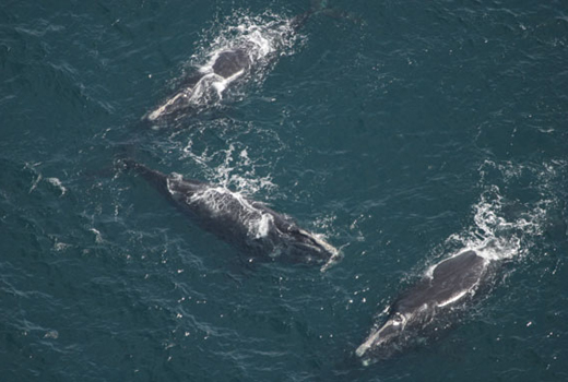 Southeastern U.S. Right Whale Education and Conservation