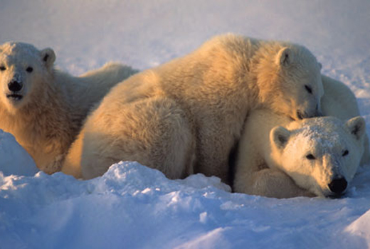The Need to Extend Protection to the Imperiled Polar Bear