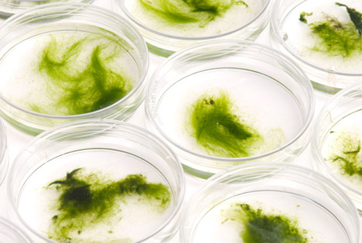 Air Force Research Lab: From Algae to Energy