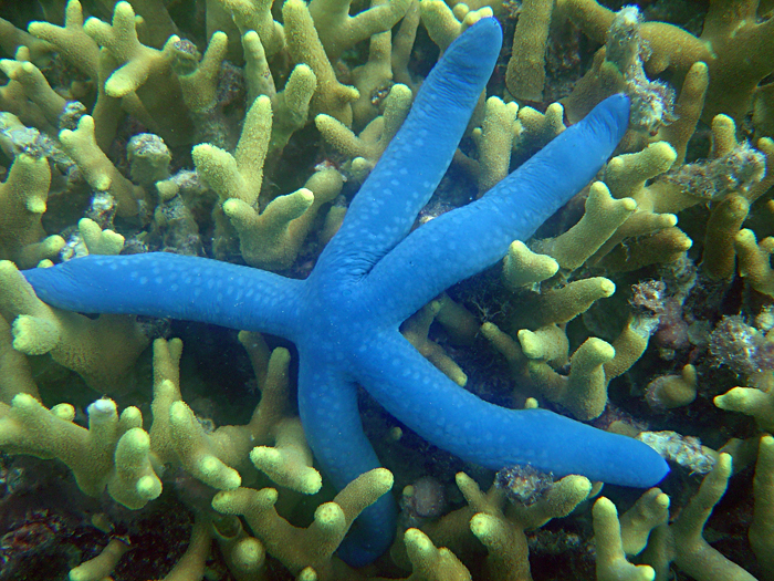 Image courtesy NOAA Dept. of Commerce Photographer David Burdick | Starfish, Mariana Islands, Guan. Thousands of marine organisms depend on coral reefs. 